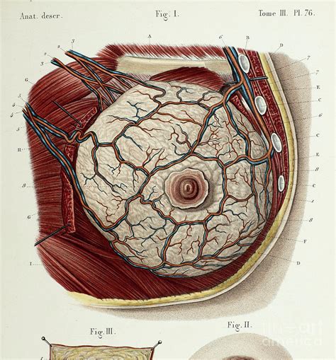 boob wikipedia|Breast Pictures, Anatomy & Anatomy .